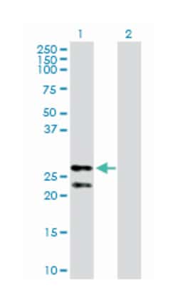 peroxiredoxin 3, Rabbit, Purified MaxPab Polyclonal Antibody, Abnova 100&mu;g;
