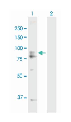 AFG3 ATPase family gene 3-like 2 (yeast), Mouse, Purified MaxPab Polyclonal