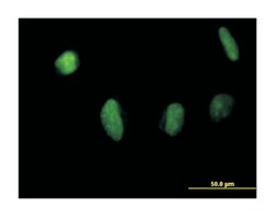 male-specific lethal 3 homolog (Drosophila), Mouse, Polyclonal Antibody,