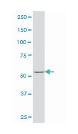 SRY (sex determining region Y)-box 30, Mouse, Clone: 6H1, Abnova 100&mu;g;