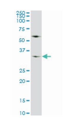 WDR5, Mouse, Clone: 2C2, Abnova 200&mu;L; Unlabeled:Antibodies, Monoclonal