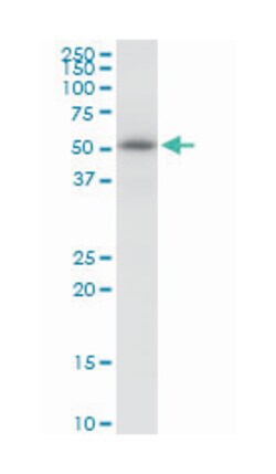 katanin p60 (ATPase-containing) subunit A 1, Mouse, Purified MaxPab Polyclonal