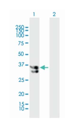 katanin p60 (ATPase-containing) subunit A 1, Mouse, Purified MaxPab Polyclonal