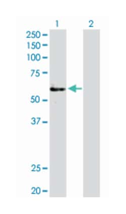 FGFR1 oncogene partner, Rabbit, Purified MaxPab Polyclonal Antibody, Abnova