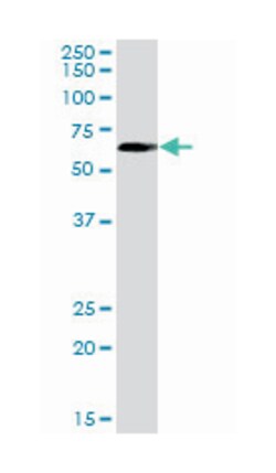 Fas (TNFRSF6) associated factor 1, Rabbit, Purified MaxPab Polyclonal Antibody,