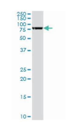 Fas (TNFRSF6) associated factor 1, Rabbit, Purified MaxPab Polyclonal Antibody,