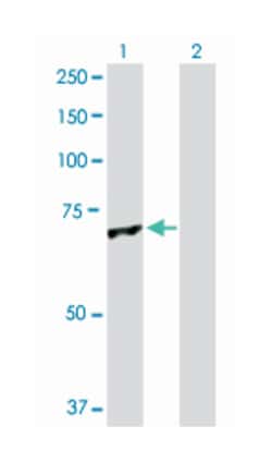glomulin, FKBP associated protein, Rabbit, Purified MaxPab Polyclonal Antibody,