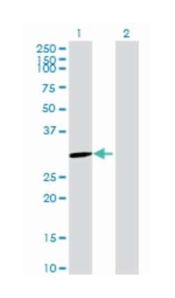 RAB, member of RAS oncogene family-like 2B, Mouse, Polyclonal Antibody,