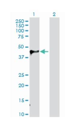 WNT inhibitory factor 1, Rabbit, Purified MaxPab Polyclonal Antibody, Abnova