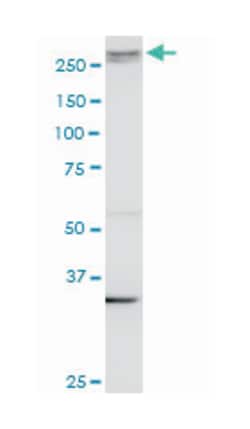 A kinase (PRKA) anchor protein 13, Mouse, Clone: 3D6, Abnova 100&mu;g;