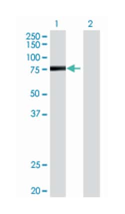 A kinase (PRKA) anchor protein 10, Mouse, Polyclonal Antibody, Abnova 50&mu;L;