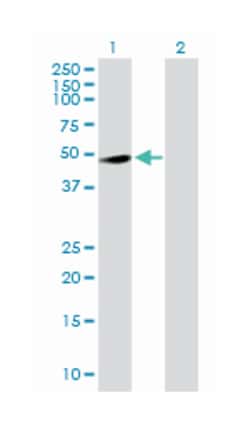 Ras association (RalGDS/AF-6) domain family (N-terminal) member 8, Rabbit,