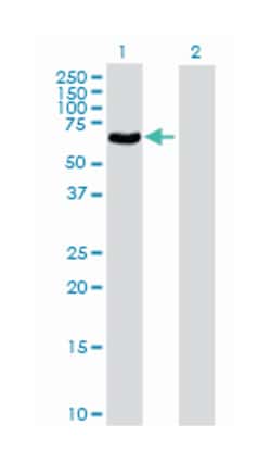 polymerase (DNA directed), gamma 2, accessory subunit, Mouse, Purified