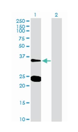 NXPH3, Mouse, Purified MaxPab Polyclonal Antibody, Abnova 50&mu;g; Unlabeled:Antibodies,