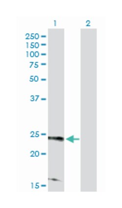 RRAS2, Rabbit, Purified MaxPab Polyclonal Antibody, Abnova 100 &mu;g | Buy Online | Abnova Corporation | Fisher Scientific
