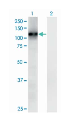 RAS p21 protein activator 3, Mouse, Clone: 1F11, Abnova 50&mu;g; Unlabeled:Antibodies,
