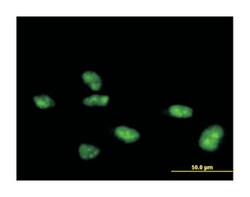 zinc finger protein 507, Mouse, Polyclonal Antibody, Abnova 50&mu;L; Unlabeled:Antibodies,