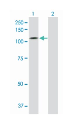 NLGN1, Mouse, Purified MaxPab Polyclonal Antibody, Abnova 50&mu;g; Unlabeled:Antibodies,