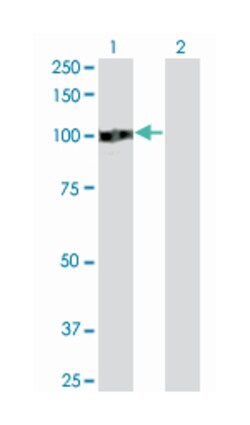 ZHX2, Mouse, Clone: 5E2, Abnova 200&mu;L; Unlabeled:Antibodies, Monoclonal
