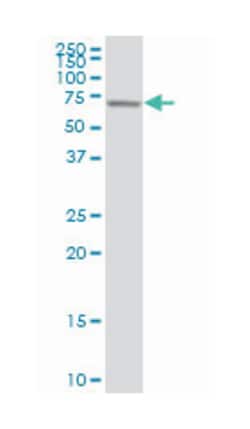 elongation factor, RNA polymerase II, 2, Mouse, Polyclonal Antibody, Abnova