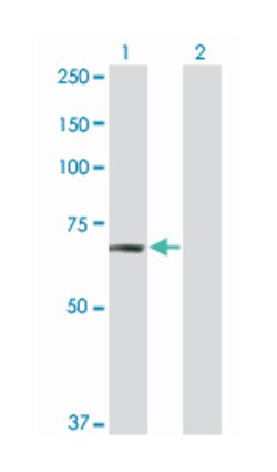 TRAF2 and NCK interacting kinase, Mouse, Clone: 4E4, Abnova 100 &mu;g | Buy Online | Abnova Corporation | Fisher Scientific