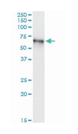 TRAF2 and NCK interacting kinase, Mouse, Clone: 4E4, Abnova 100 &mu;g | Buy Online | Abnova Corporation | Fisher Scientific