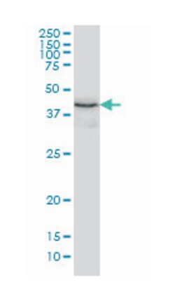 TXNDC4, Mouse, Clone: 3C7, Abnova 200&mu;L; Unlabeled:Antibodies, Monoclonal