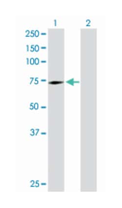 SWAP-70 protein, Rabbit, Purified MaxPab Polyclonal Antibody, Abnova 100&mu;g;