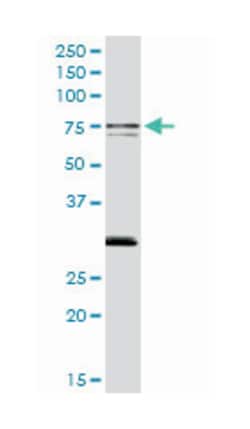 SWAP-70 protein, Rabbit, Purified MaxPab Polyclonal Antibody, Abnova 100&mu;g;
