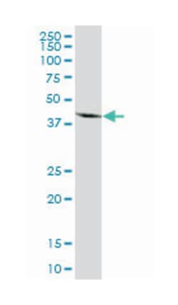 mitochondrial ribosomal protein S27, Mouse, Polyclonal Antibody, Abnova