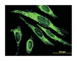 mitochondrial ribosomal protein S27, Mouse, Polyclonal Antibody, Abnova