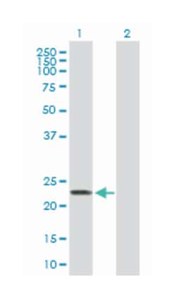 mitochondrial ribosomal protein S27, Rabbit, Purified MaxPab Polyclonal