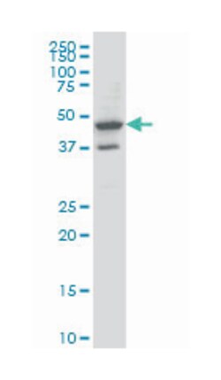 mitochondrial ribosomal protein S27, Mouse, Clone: 3G8, Abnova 200&mu;L;