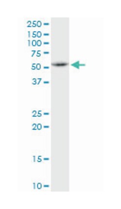 Fas associated factor family member 2, Mouse, Polyclonal Antibody, Abnova 50 &mu;L | Buy Online | Abnova | Fisher Scientific