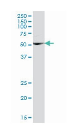 Fas associated factor family member 2, Mouse, Polyclonal Antibody, Abnova 50 &mu;L | Buy Online | Abnova | Fisher Scientific