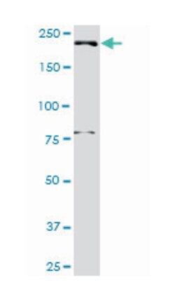 dynamin binding protein, Rabbit, Purified MaxPab Polyclonal Antibody, Abnova 100 &mu;g | Buy Online | Abnova Corporation | Fisher Scientific