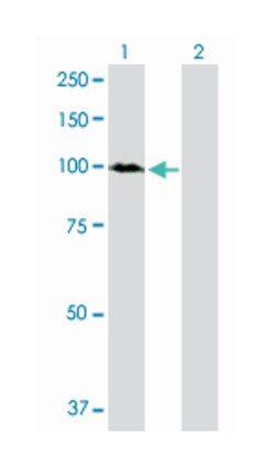 dynamin binding protein, Rabbit, Purified MaxPab Polyclonal Antibody, Abnova 100 &mu;g | Buy Online | Abnova Corporation | Fisher Scientific