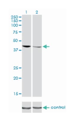 TAR DNA binding protein, Mouse, Clone: 2E2-D3, Abnova 100 &mu;g | Buy Online | Abnova Corporation | Fisher Scientific