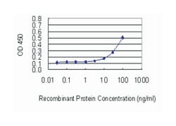 ATP-binding cassette, sub-family A (ABC1), member 6, Mouse, Clone: 2F1,