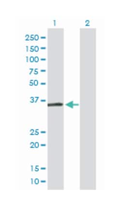 HEY1, Mouse, MaxPab Polyclonal Antibody, Abnova 50&mu;L; Unlabeled:Antibodies,