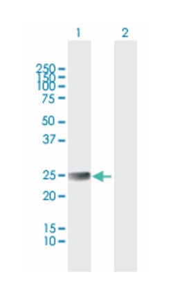 ethylmalonic encephalopathy 1, Mouse, Purified MaxPab Polyclonal Antibody,