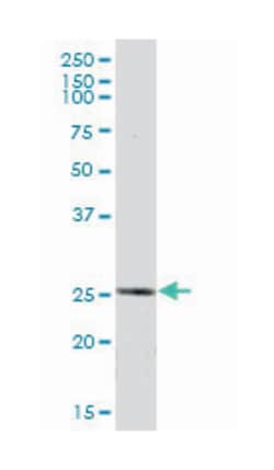 ethylmalonic encephalopathy 1, Mouse, Purified MaxPab Polyclonal Antibody,