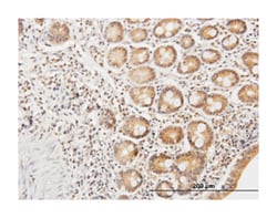 ethylmalonic encephalopathy 1, Mouse, Purified MaxPab Polyclonal Antibody,
