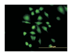 ethylmalonic encephalopathy 1, Mouse, Purified MaxPab Polyclonal Antibody,