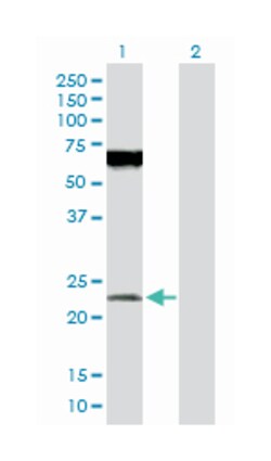 protein O-fucosyltransferase 1, Rabbit, Purified MaxPab Polyclonal Antibody,