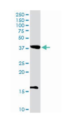 protein O-fucosyltransferase 1, Rabbit, Purified MaxPab Polyclonal Antibody,