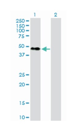 RNA binding motif protein 9, Rabbit, Purified MaxPab Polyclonal Antibody,