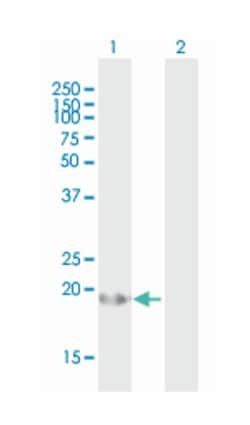 ARL2BP, Mouse, Polyclonal Antibody, Abnova 50&mu;g; Unlabeled:Antibodies,