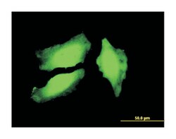 peptidyl arginine deiminase, type IV, Mouse, Clone: 4D8, Abnova 100&mu;g;