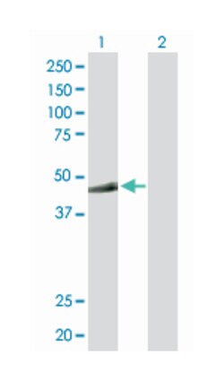 makorin ring finger protein 2, Rabbit, Purified MaxPab Polyclonal Antibody,